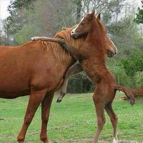 چه منظره ی زیبایی مادر وبچه