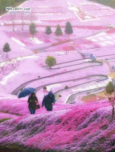 گل های بهاری بر روی تپه – هوکایدو، ژاپن