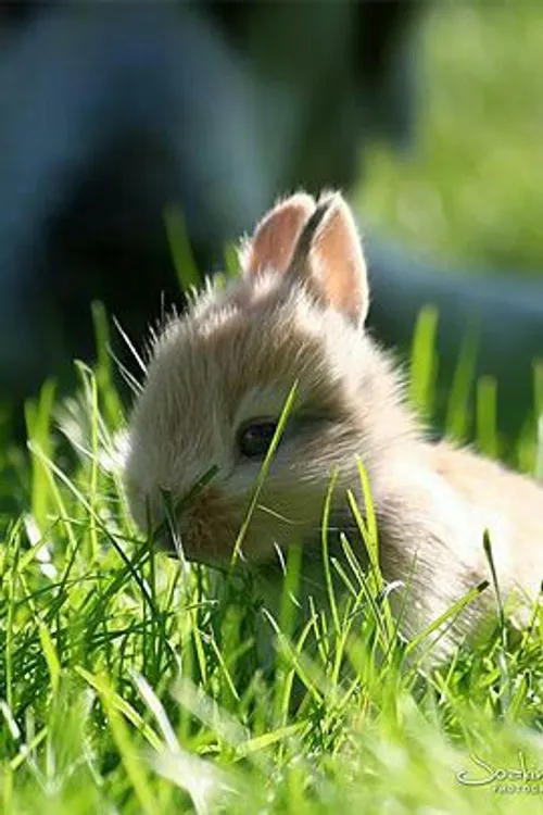 خرگوش کوچولو