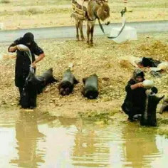 زنان زحمتکش بختیاری درحال جمع آوری آب ...
