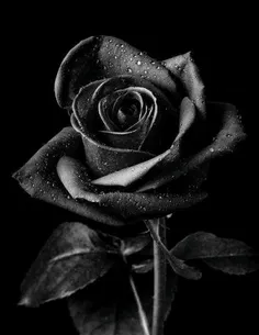 #سیما خانم درگذشت را تسلیت عرض میکنم. آن شاء الله خداوند 