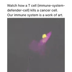 تصویر برداری میکروسکوپی صحنه شگفت انگیز سیستم ایمنی بدن: