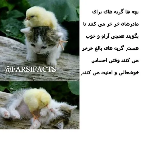 گربه بچه خرخر جالب فارسی پت petfarsifacts