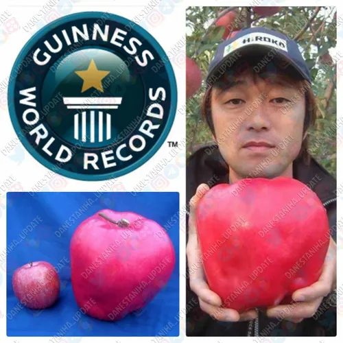 رکورد گینس پرورش بزرگ ترین سیب دنیا توسط کشاورز ژاپنی آیا