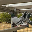 pigeon_lover.iran