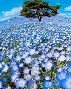 منطقه رویایی گل‌های آبی در پارک ساحلی شهر هیتاشی ژاپن. 