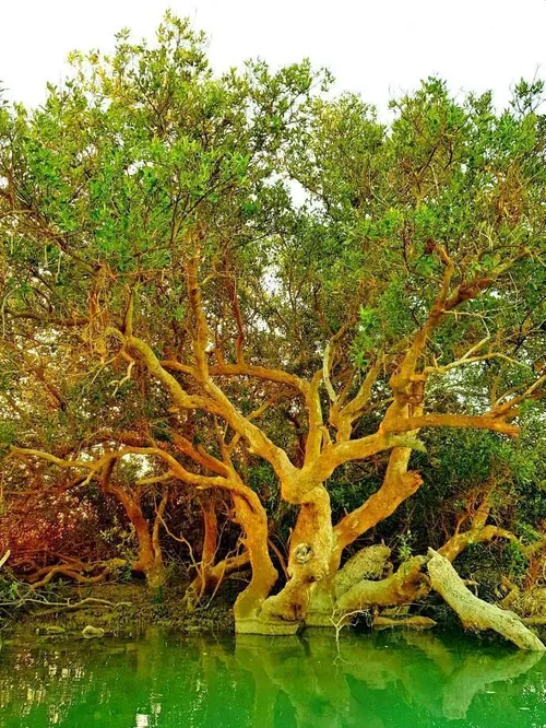«درخت کهنسال»مشهورترین درخت دریایی ایران واقع در تالاب بی