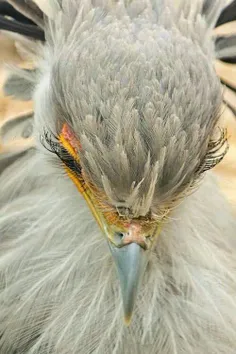 😍 زیبا ترین چشم و مژه دنیا متعلق به این پرنده است. مشاهده