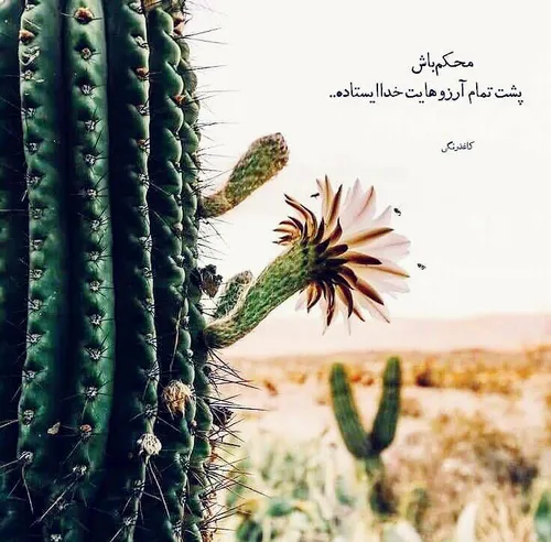 پشت همه ای آرزوهامون خداست
❤❤❤خدا❤❤❤