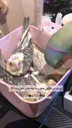 وقتی درست تربیت شدی..🥲🥺