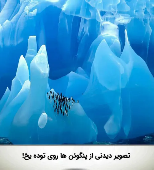 طبیعت پنگوئن