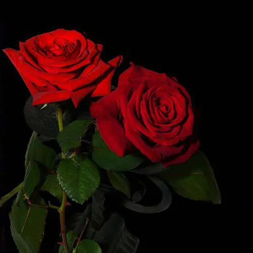 این گل تقدیم به تمام دوستان خوبم تو ویسگون