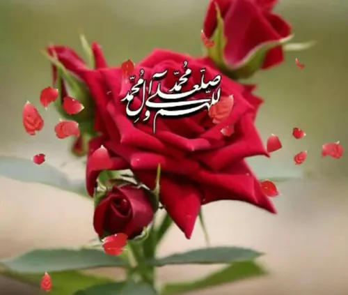 ‍ ‍ ‍ ‍ ﷽🌷﷽🌷﷽