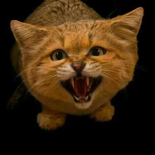 گربه شنی در عکس روز نشنال جئوگرافیک!!! گربه شنی گربه سان 