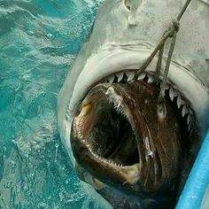 درآوردن ماهی از دهان یک کوسه!