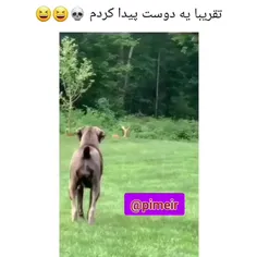 عالیه این😂😂😂