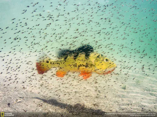 ماهی بس طاووسی که نوزادانش برای حفاظت در برابر شکارچیان د