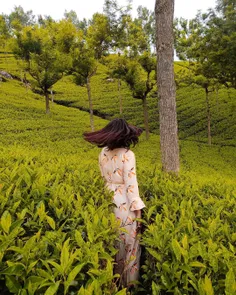 امسال .... #تور_تجربه برداشت #چای از باغات رو بخاطر #کرون