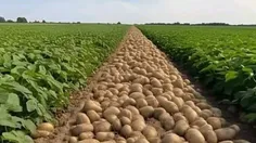 🥔 خودکفایی در تولید غده بذر سیب‌زمینی بعد از ۷۰ سال واردا