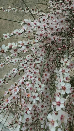 شکوفه های بادام حیاط مون
