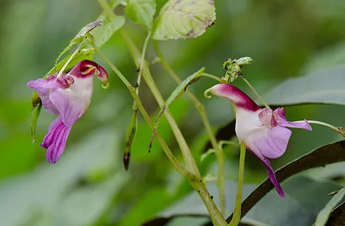 گل طوطی (Impatiens Psittacina)