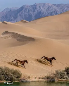 چهار دنیای متفاوت در یک قاب در کویر یزد❤ ️😍 