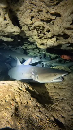 کوسه صخره‌ای نوک سفید (Whitetip reef shark) یک کوسه کوچک 