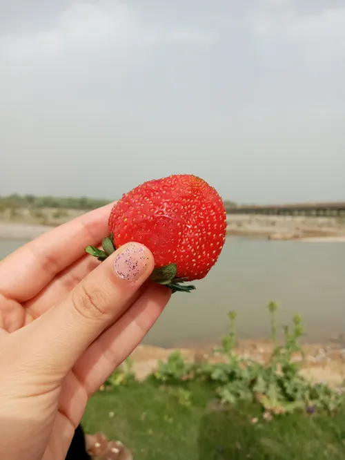 تودࢪپناهِ خدایی وخداهࢪگزכیࢪنمیکنہ! 🌿