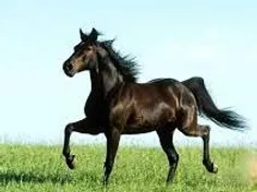 اسب  زیبا