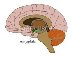 در مغز انسان قسمتی به نام امیگدال وجود دارد که در صورت بر
