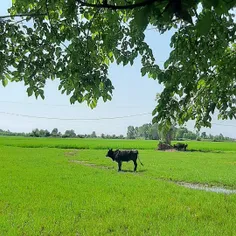 سلام و احترام🌳