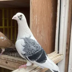 Pigeon America 