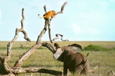 فرار شیر از ترس فیل‌ به بالای درخت!