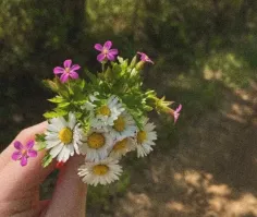 ✨🪷😍beautiful flower