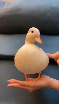 ویییی اردک