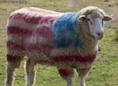 این روزا دیگ گوسفندا از ترس عید قربان تابعیت ایالات امریک