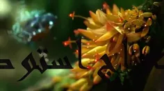 سوره النجم
قاری عمر هشام العربی