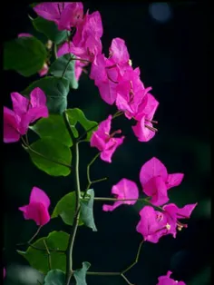 این همه جلوه و در پرده نهانی گل من