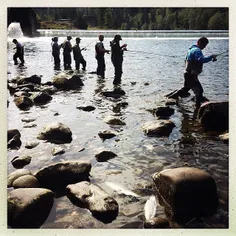 Wading through the rocks in Salkum, Washington, USA. Pict