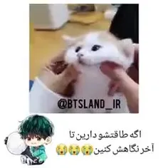 گربه کیوت ارمیا🐱❤️