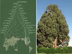 در جهان 26 درخت وجود دارند که قبل از میلاد مسیح نیز وجود 