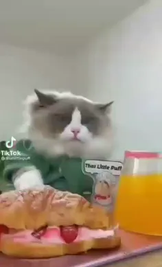 گربه سر آشپز ♡