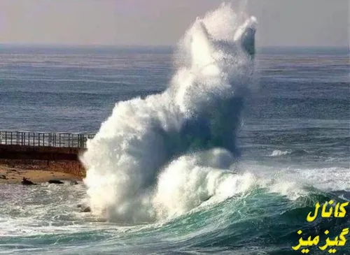 موجی مانند گربه