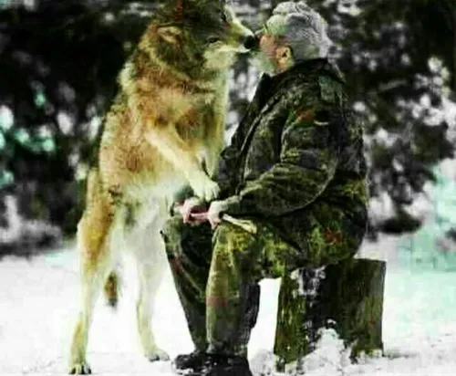 گرگها هم با محبت رام میشوند
