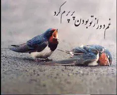 الهــــــــــی