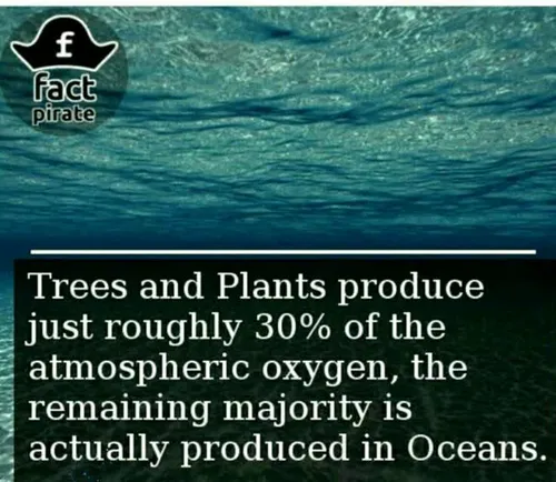 به طور نسبی، 30 درصد اکسیژن زمین به وسیله درختان و گیاهان