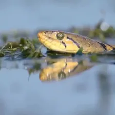 آناکوندای زرد (yellow anaconda)، آناکوندای پاراگوئه، یک گ