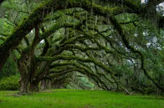کارولینای جنوبی میزبان خیابانی از درختان بلوط قدیمی است.