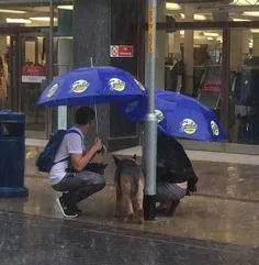 سگ رو بسته بودن به یه میله و بارون شدید میگیره