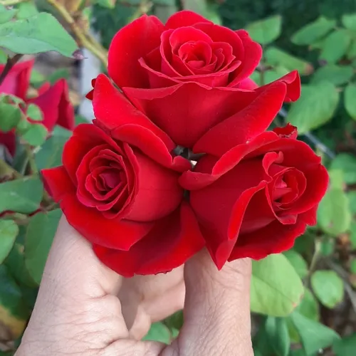 گل هایِ کوچکِ زیبایِ خوشبویِ دوست داشتنیِ من🌹